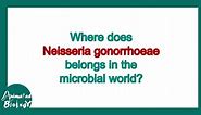 Neisseria gonorrhoeae | Gonorrhea | Pathology, Immunology, diagnosis and treatment | USMLE