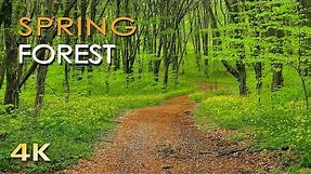 4K Spring Forest - Blackbird Song - Bird Singing/ Chirping - Ultra HD Relaxing Nature Video & Sounds