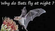 Why bats fly at night?