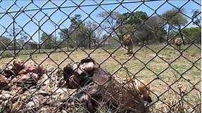 Adult Lion Feeding - Antelope Park, Zimbabwe