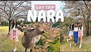 Things to do in NARA, JAPAN | cherry blossoms, nara deer park, viral mochi pounding (JAPAN VLOG)