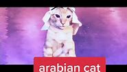 #arabian #cat #arabiancat #meme #memes