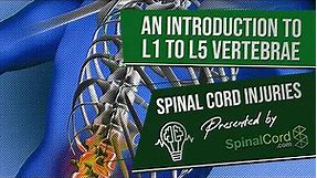Spinal Cord Injuries L1, L2, L3, L4, & L5 Vertebrae Explained. Symptoms, Recovery, Causes, Prognosis