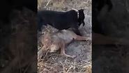 Pitbull attacks Coyote to protect Owner! Pitbull and coyote fight! (Graphic Footage)
