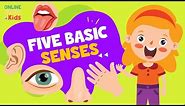 The Five Basic Senses | Human Sense Organ | Science Lesson for Kids