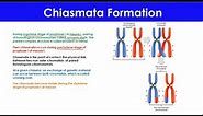 Chiasmata Formation | Meiosis | Cell Cycle