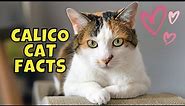10 Amazing Facts About Calico Cats