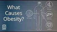 Obesity: Causes, Health Conditions, and Treatment | Mass General Brigham