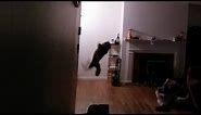 Cat catches bat mid air