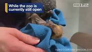 Baby bats at the Oregon Zoo