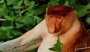 Male Proboscis Monkeys With Bigger Noses Have Better Sex Lives