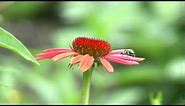 Gardening - Pollinators and Beneficial Insects