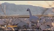 Hunting Snow Geese in Delta, Utah