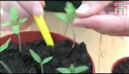How To Grow Tomato Seeds video with Thompson & Morgan.