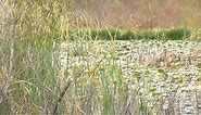 Orange County updates wetland conservation ordinance