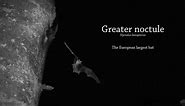 Greater noctule bat, Nyctalus lasiopterus