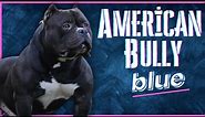 Blue American Bully: Breed Information You Should Know