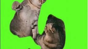 Funny Bossy Cat Hitting Other Cat | Green Screen for Memes #greenscreen #funny #memes #cat