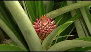 DOLE - Growing Pineapples