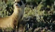 Black-Footed Ferret and Conservation