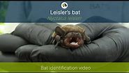 Leisler's bat (Nyctalus leisleri) identification training video