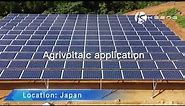 Agrivoltaic solar farm in Japan