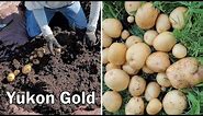 Yukon Gold Potato Harvest From Two 10 Gallon Grow Bags
