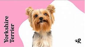 Yorkshire Terrier Facts: Training, Grooming & Puppies
