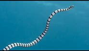 Facts: The Sea Snake