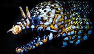 Facts: The Dragon Moray Eel