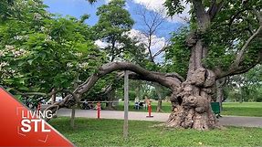The "Keebler Elf" Tree in Tower Grove Park to be Removed | Living St. Louis