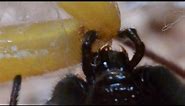 Rare View Of Black Widow Fangs Biting Scorpion (Warning: May be disturbing to some viewers.)