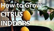 How to Grow Citrus Trees Indoors EASY! - Complete growing guide