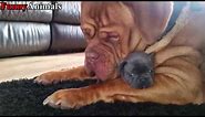 Funny Big Dog Meeting and Playing Little Puppy Compilation 2017