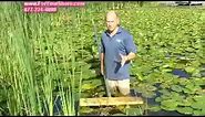 Lily Pad Root Control - Lily Pads Removed By The Root