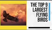 The Top 9 Largest Flying Birds in theWorld: Twelve. Foot. Wingspan?!