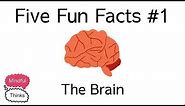 Five Fun Facts #1: The Brain