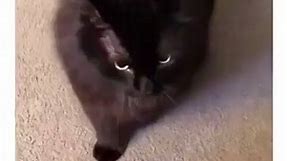 iFunny - What happens when your cat is angry ...)) #ifunny