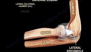 Anatomy of the Elbow - Everything You Need To Know - Dr. Nabil Ebraheim