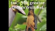 Indian flying fox | fruit bat | largest bat | Enjoying Custard-apple fruit