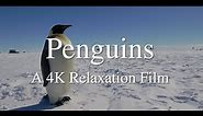 Penguins 4K - Relaxation Film with Peaceful Music