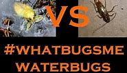 Waterbugs VS Roaches: What's the differance?