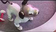Aibo ERS-1000 at Sony Square NYC