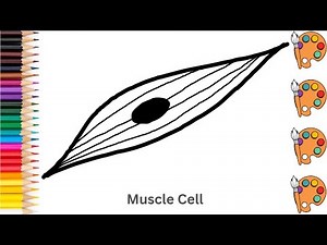 Muscle Cell - Sketch Art and Paint | Step by step tutorial | Pencil to Palette