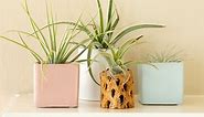Keep Air Plants Thriving Like a Pro with This Simple Guide