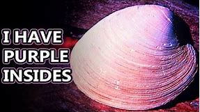 Quahog facts: the clams of clam chowder | Animal Fact Files