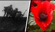 What Is Remembrance Day and Why Is the Poppy its Symbol?