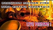 Lasiodora Parahybana female/Brazilian Salmon Pink Bird-eating Tarantula Webbing And Feeding