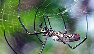 Giant Wood Spider (Nephila maculata) one of the biggest spiders in the world