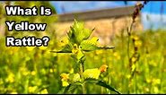 How Can YELLOW RATTLE Help YOUR WILDFLOWER MEADOW?